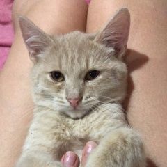 Подробнее об объявлении «Нижний Новгород Пропал котёнок» Фото: пропала кошка  «Нижний Новгород Пропал котёнок» в г. Нижний Новгород