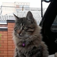 Подробнее об объявлении «Пропал котик Батайск» Фото: пропала кошка  «Пропал котик Батайск» в г. Батайск