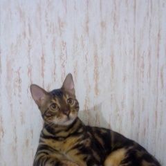 Подробнее об объявлении «Севастополь Пропал кот бенгальской породы» Фото: пропала кошка Бенгальская кошка «Севастополь Пропал кот бенгальской породы» в г. Севастополь