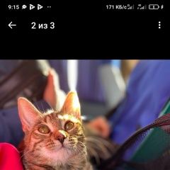 Подробнее об объявлении «Пропала кошка Симферополь» Фото: пропала кошка  «Пропала кошка Симферополь» в г. Симферополь