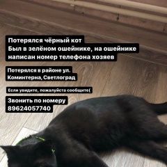 Подробнее об объявлении «Светлоград Пропал кот» Фото: пропала кошка  «Светлоград Пропал кот» в г. Светлоград
