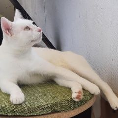 Подробнее об объявлении «Пропал кот, белый, 25 октября. Сочи» Фото: пропала кошка  «Пропал кот, белый, 25 октября. Сочи» в г. Сочи
