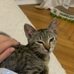 Подробнее об объявлении «Анапа Пропал кот» Фото: пропала кошка  «Анапа Пропал кот» в г. Анапа