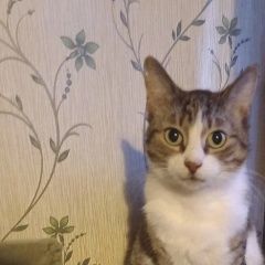 Подробнее об объявлении «Пропала кошка Санкт-Петербург» Фото: пропала кошка  «Пропала кошка Санкт-Петербург» в г. Санкт-Петербург