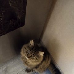 Подробнее об объявлении «Москва Пропал кот» Фото: пропала кошка  «Москва Пропал кот» в г. Москва