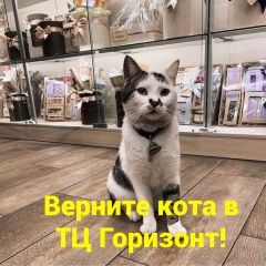 Подробнее об объявлении «Пропала кошка Ростов-на-Дону» Фото: пропала кошка  «Пропала кошка Ростов-на-Дону» в г. Ростов-на-Дону