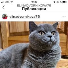 Подробнее об объявлении «Раменское Пропала кошка» Фото: пропала кошка Скоттиш страйт (шотландская прямоухая) «Раменское Пропала кошка» в г. Раменское
