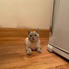 Подробнее об объявлении «Липецк Пропал кот» Фото: пропала кошка Тайская кошка «Липецк Пропал кот» в г. Липецк