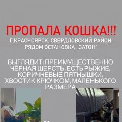 Подробнее об объявлении «Красноярск Пропала кошка» Фото: пропала кошка  «Красноярск Пропала кошка» в г. Красноярск