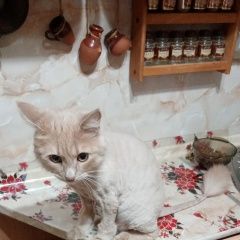 Подробнее об объявлении «Краснодар Пропал кот любимец» Фото: пропала кошка  «Краснодар Пропал кот любимец» в г. Краснодар