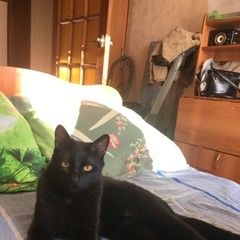 Подробнее об объявлении «Пропал кот 9.07 зовут арчи Йошкар-Ола» Фото: пропала кошка Абиссинская кошка «Пропал кот 9.07 зовут арчи Йошкар-Ола» в г. Йошкар-Ола