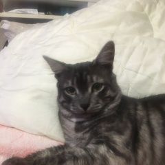 Подробнее об объявлении «Мытищи Пропал кот» Фото: пропала кошка  «Мытищи Пропал кот» в г. Мытищи