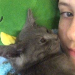 Подробнее об объявлении «Москва Пропала кошка внимание» Фото: пропала кошка  «Москва Пропала кошка внимание» в г. Москва