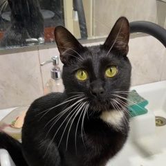 Подробнее об объявлении «Пропал кот Москва» Фото: пропала кошка  «Пропал кот Москва» в г. Москва