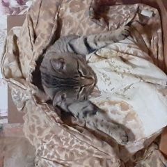 Подробнее об объявлении «Красноярск Пропал кот» Фото: пропала кошка  «Красноярск Пропал кот» в г. Красноярск