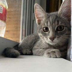 Подробнее об объявлении «Москва Пропала кошка лосиноостровский район, .» Фото: пропала кошка  «Москва Пропала кошка лосиноостровский район, .» в г. Москва
