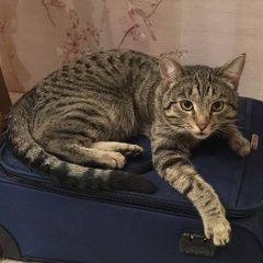 Подробнее об объявлении «Нижний Новгород Пропал кот» Фото: пропала кошка  «Нижний Новгород Пропал кот» в г. Нижний Новгород