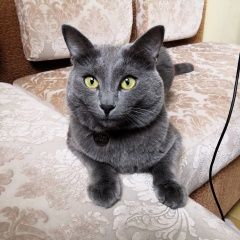 Подробнее об объявлении «Москва Пропал кот в районе ул. докукина» Фото: пропала кошка  «Москва Пропал кот в районе ул. докукина» в г. Москва