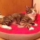 Подробнее об объявлении «Москва Пропала кошка» Фото: пропала кошка  «Москва Пропала кошка» в г. Москва