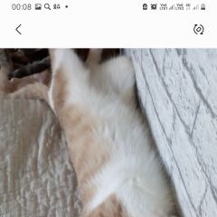 Подробнее об объявлении «Пропал кот, кличка бант Клязьма» Фото: пропала кошка  «Пропал кот, кличка бант Клязьма» в г. Клязьма
