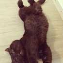 Подробнее об объявлении «Краснодар Пропал кот британец» Фото: пропала кошка Британская короткошерстная «Краснодар Пропал кот британец» в г. Краснодар