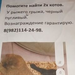 Подробнее об объявлении «Пропал кот и два кота Челябинск» Фото: пропала кошка  «Пропал кот и два кота Челябинск» в г. Челябинск