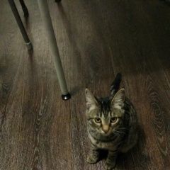 Подробнее об объявлении «Хабаровск Пропала кошка» Фото: пропала кошка  «Хабаровск Пропала кошка» в г. Хабаровск