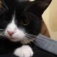 Подробнее об объявлении «Пропал кот помогите найти Тула» Фото: пропала кошка  «Пропал кот помогите найти Тула» в г. Тула