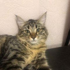 Подробнее об объявлении «Москва Пропала кошка» Фото: пропала кошка  «Москва Пропала кошка» в г. Москва