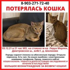 Подробнее об объявлении «Москва Пропала кошка породы каракет» Фото: пропала кошка  «Москва Пропала кошка породы каракет» в г. Москва
