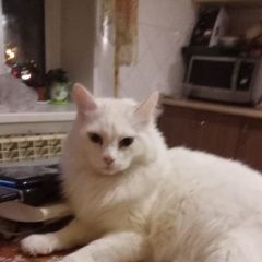 Подробнее об объявлении «Пропал кот Томск» Фото: пропала кошка Сибирская кошка «Пропал кот Томск» в г. Томск