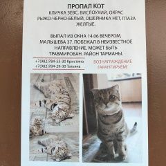Подробнее об объявлении «Пропал кот Тюмень» Фото: пропала кошка  «Пропал кот Тюмень» в г. Тюмень