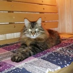 Подробнее об объявлении «Нижний Новгород Пропал кот сормово» Фото: пропала кошка Сибирская кошка «Нижний Новгород Пропал кот сормово» в г. Нижний Новгород