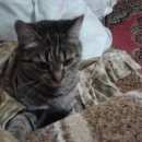 Подробнее об объявлении «Ангарск Пропала кошка нашедшему вознаграждение» Фото: пропала кошка  «Ангарск Пропала кошка нашедшему вознаграждение» в г. Ангарск