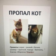 Подробнее об объявлении «Пропал кот марсель Саранск» Фото: пропала кошка  «Пропал кот марсель Саранск» в г. Саранск