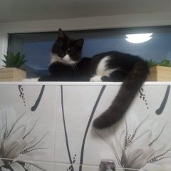 Подробнее об объявлении «Пропал кот кличка маркиз Новороссийск» Фото: пропала кошка  «Пропал кот кличка маркиз Новороссийск» в г. Новороссийск