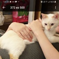 Подробнее об объявлении «Красноярск Пропал котик в желедорожном районе» Фото: пропала кошка  «Красноярск Пропал котик в желедорожном районе» в г. Красноярск