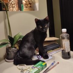 Подробнее об объявлении «Пропал котенок Тверь» Фото: пропала кошка  «Пропал котенок Тверь» в г. Тверь