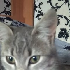 Подробнее об объявлении «Пропала кошка котенок Керчь» Фото: пропала кошка  «Пропала кошка котенок Керчь» в г. Керчь