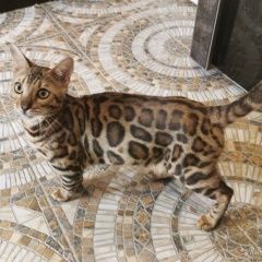 Подробнее об объявлении «Москва Пропала кошка бенгалка» Фото: пропала кошка Бенгальская кошка «Москва Пропала кошка бенгалка» в г. Москва