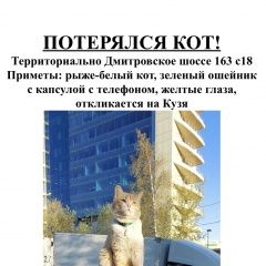 Подробнее об объявлении «Москва Пропал кот кузя» Фото: пропала кошка  «Москва Пропал кот кузя» в г. Москва