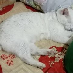 Подробнее об объявлении «Анапа Пропала кошка» Фото: пропала кошка  «Анапа Пропала кошка» в г. Анапа