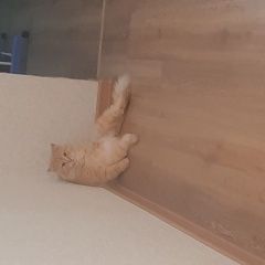 Подробнее об объявлении «Урюпинск Пропал кот» Фото: пропала кошка  «Урюпинск Пропал кот» в г. Урюпинск