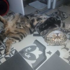Подробнее об объявлении «Пропал кот Казань» Фото: пропала кошка Британская длинношерстная кошка «Пропал кот Казань» в г. Казань