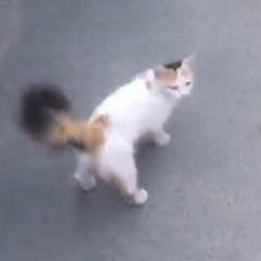 Подробнее об объявлении «Пропала кошка пушистая трёхцветная Ростов-на-Дону» Фото: пропала кошка Турецкий ван «Пропала кошка пушистая трёхцветная Ростов-на-Дону» в г. Ростов-на-Дону