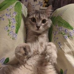 Подробнее об объявлении «Пропал кот Береговой» Фото: пропала кошка Сибирская кошка «Пропал кот Береговой» в г. Береговой