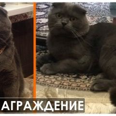 Подробнее об объявлении «Краснодар Пропал кот» Фото: пропала кошка Скоттиш фолд (шотландская вислоухая) «Краснодар Пропал кот» в г. Краснодар