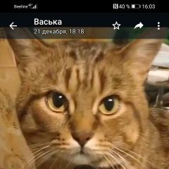 Подробнее об объявлении «Москва Пропал кот 25 декабря» Фото: пропала кошка  «Москва Пропал кот 25 декабря» в г. Москва