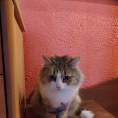 Подробнее об объявлении «Ярославль Пропала кошка» Фото: пропала кошка  «Ярославль Пропала кошка» в г. Ярославль