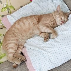 Подробнее об объявлении «Пропал кот Ростов-на-Дону» Фото: пропала кошка  «Пропал кот Ростов-на-Дону» в г. Ростов-на-Дону